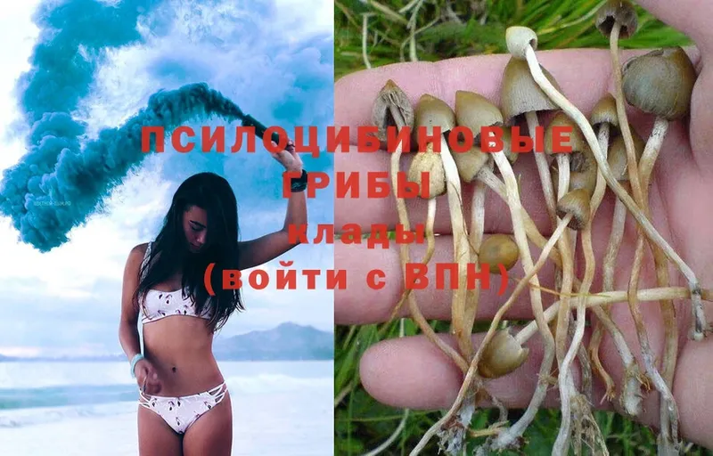 хочу Александровск Псилоцибиновые грибы мицелий